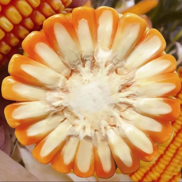 玉米种新单58是早熟还是中熟品种,新单58玉米种能春播吗(4)