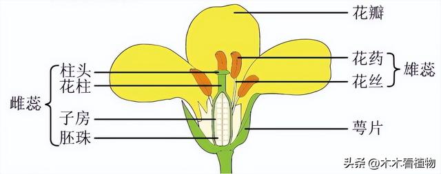 油菜花的花由哪几部分组成,油菜花的叶子是什么形状的(4)