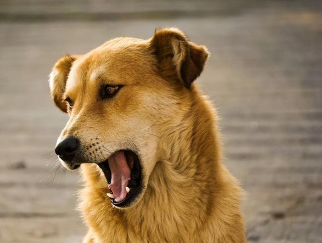 怎么训练狗狗大小声叫,训练狗狗叫最快的方法(2)