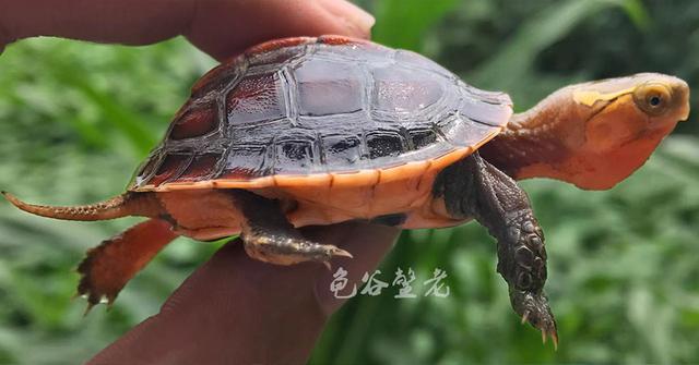 闭壳龟年份对照表,闭壳龟有多少种图片(1)