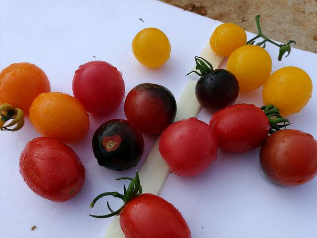 一亩大棚西红柿年利润,一亩地大棚西红柿产量(2)