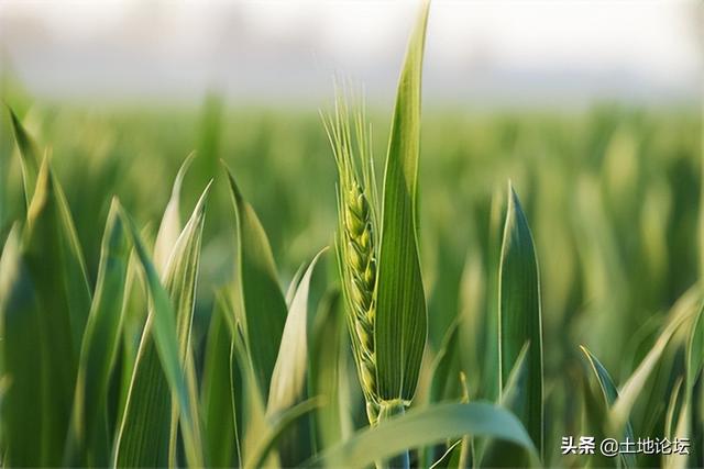 今年水稻国家保护价,最近十年水稻保护价(2)
