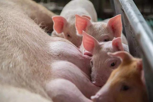 经产母猪为什么咬小猪,母猪生产小猪咬小猪什么原因(5)