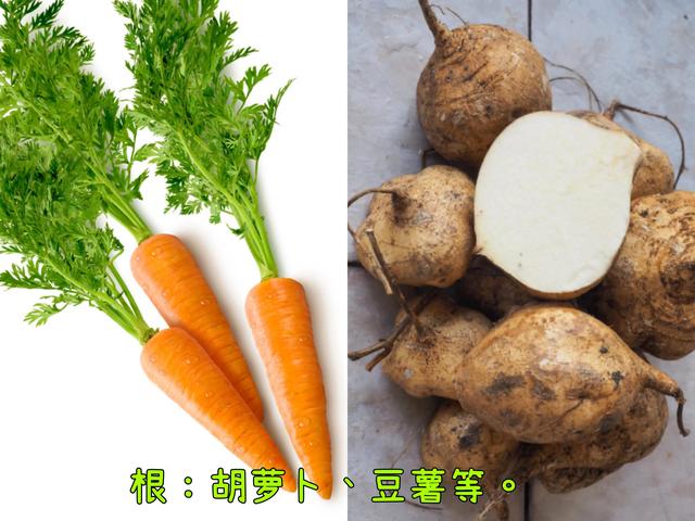 白菜是植株的哪个器官,白菜种子在哪个部位(3)