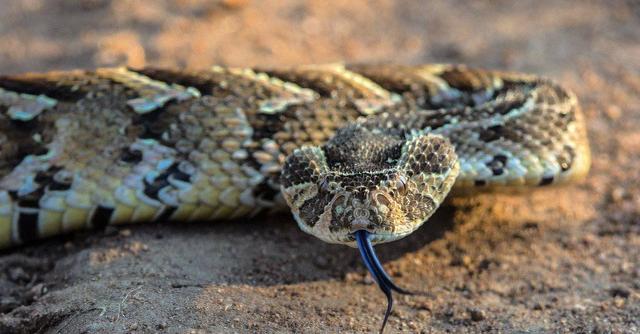 世界最毒的毒蛇第一名,蛇最怕一个东西(2)