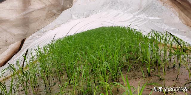 水稻幼苗结构图,水稻生长过程顺序图(4)