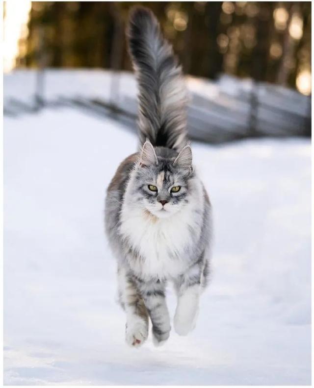 缅因猫有大型和小型吗,顶级缅因猫照片(4)