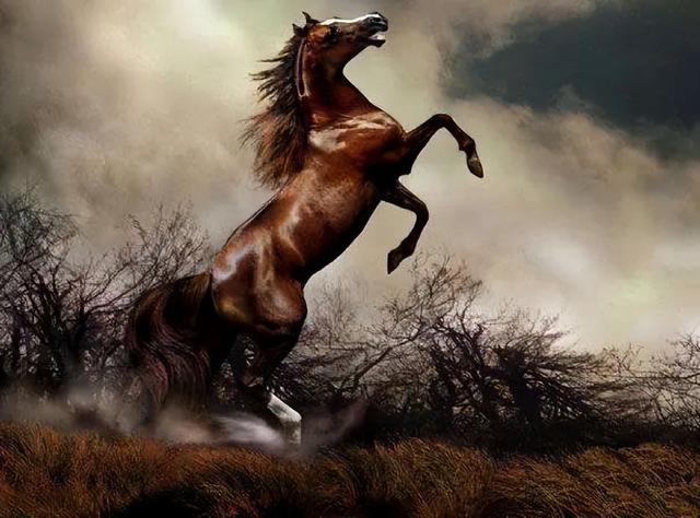 一匹马的意思,一匹马的意思是什么(1)