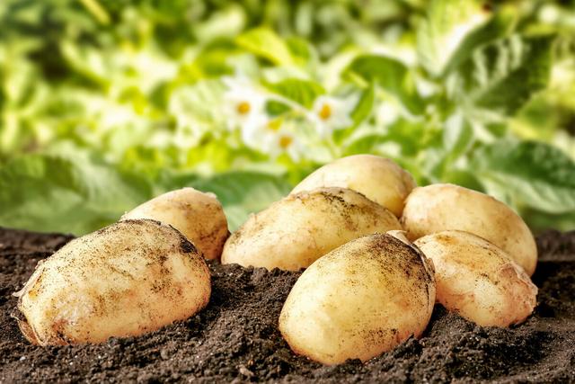 土豆种植技术与管理技术,土豆的种植技术及管理(2)