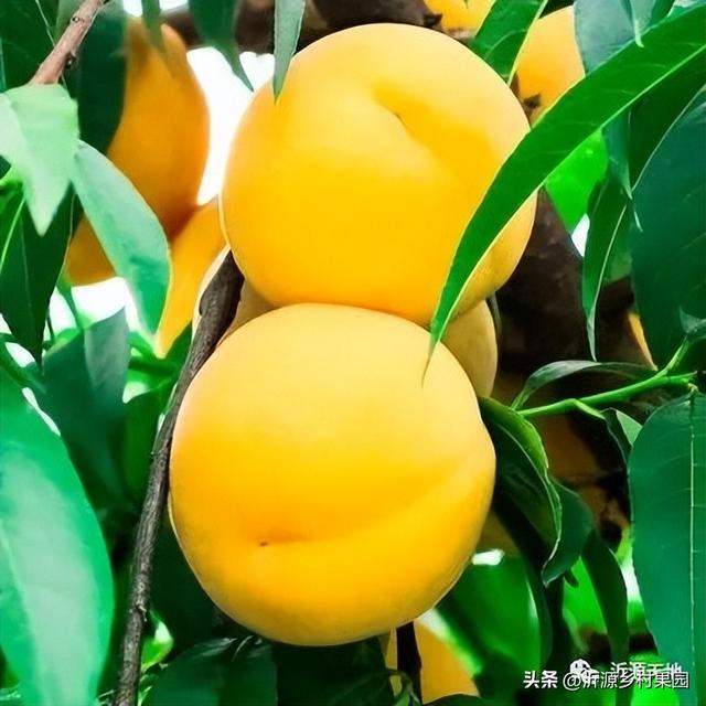 离核甜黄桃最新品种,(1)