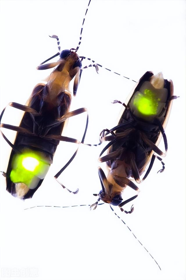 萤火虫对人体是有益还是有害,萤火虫的益处和害处(2)