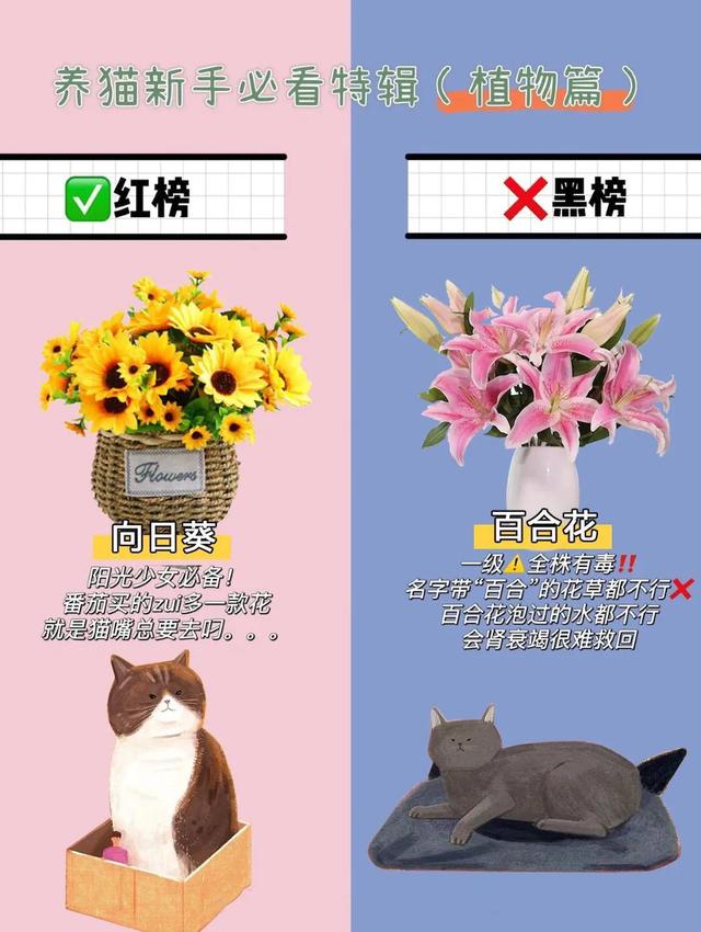 家里养猫不能养哪些花,在家养猫适合养什么花(2)