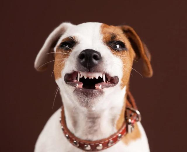 狗换几次牙,狗从小到大换几次牙(4)