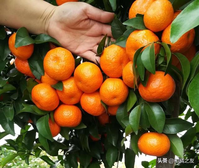 柑橘诱抗素使用方法,诱抗素0.1%在柑橘上使用倍数(1)