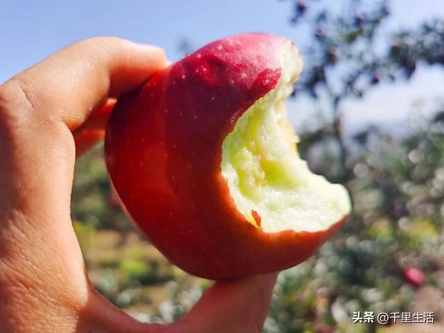 甘肃省哪个地方苹果最好,甘肃哪里苹果出名(2)