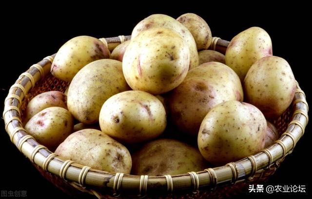 马铃薯种植时间和方法,哪种粪对土豆最好(2)