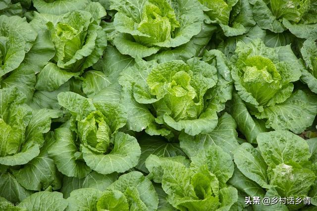 什么时候种大白菜中原地区,华北啥时候种大白菜(2)