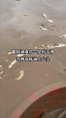 鄱阳湖干旱鱼去哪了,鄱阳湖退水后的鱼集中在哪里(2)