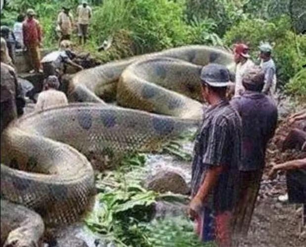世界第一巨蟒多少米长,中国第一巨蛇真实视频(1)