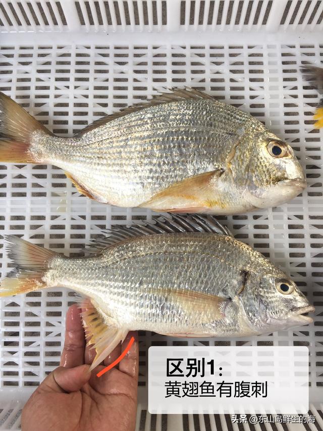 广东黄脚立鱼价格,广东黄尖鱼价格表(2)