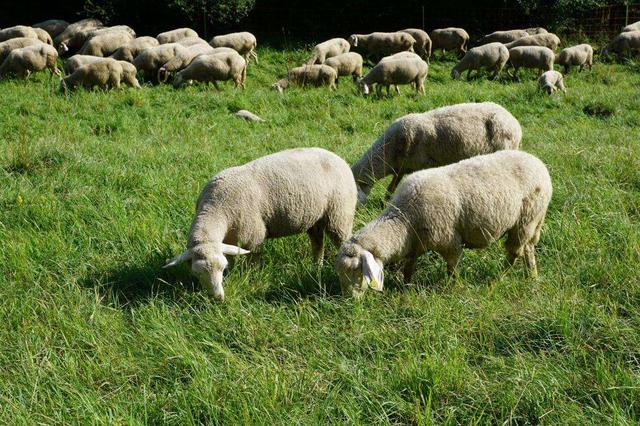 羊感冒流鼻涕最佳治疗方法,羔羊感冒最快治疗法(3)