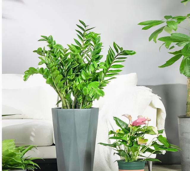 客厅最旺宅的植物,排名第一客厅绿植(3)