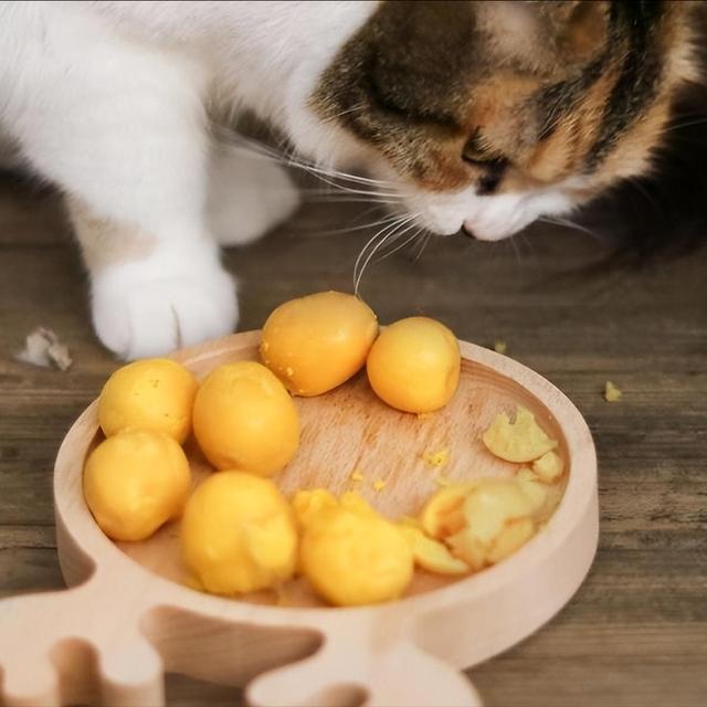 猫能够通过什么发现食物,猫能根据气味准确找到食物吗(2)