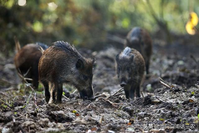 野猪为什么是国家二级保护动物,野猪2022年取消保护吗(1)
