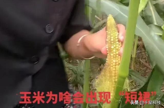 夏玉米耐高温的品种有哪些,十大耐高温玉米品种(4)