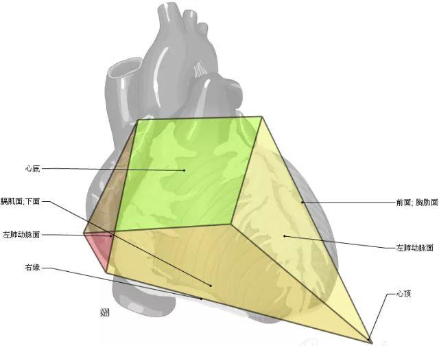 心脏痛的位置图片大全,心脏疼痛部位对照表高清图片(3)