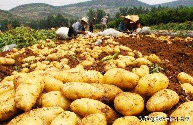土豆高产种植技术和管理,土豆的种植技术和管理方法(16)