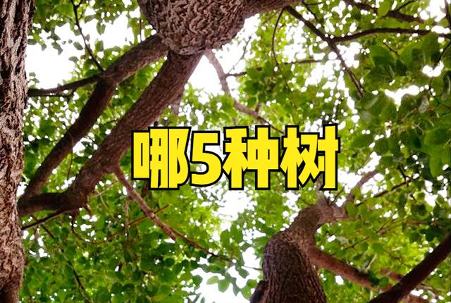 10大不吉利树,十大凶树十大吉树品种(1)