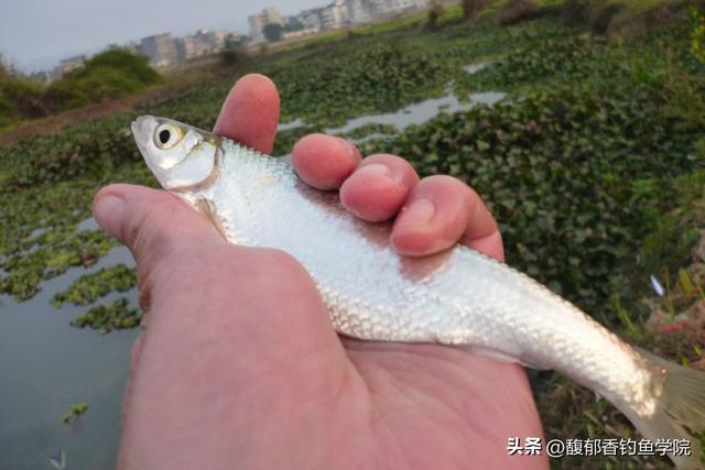秋季钓白条鱼用什么饵,钓白条鱼配哪些饵料(1)