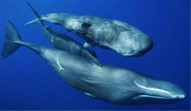 鲸鱼繁殖过程图解,鲸鱼怎么繁殖后代视频(5)