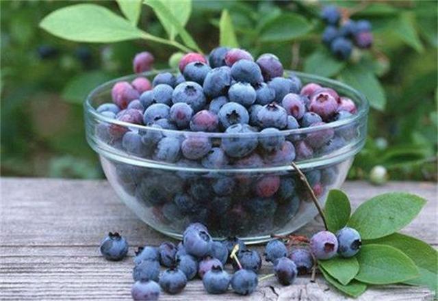 蓝莓的功效与作用及用法,蓝莓的功效与作用适合什么人吃(3)