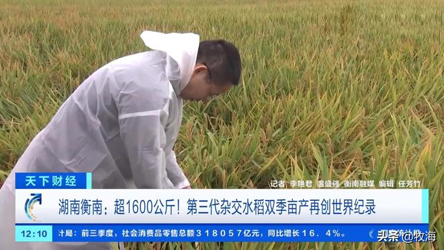 日本水稻亩产多少公斤,日本人为何不吃泰国香米(4)