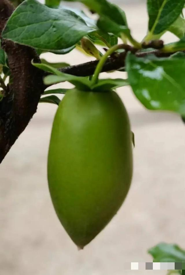老鸦柿产地在什么地方,浙江省老鸦柿哪个品种最好(3)
