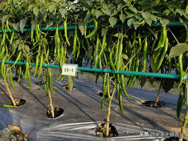 青椒怎么种植才能高产,青椒种植技术与管理(3)