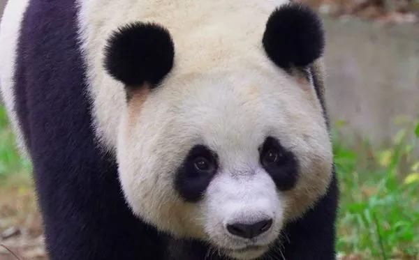 熊猫的外貌及特征,熊猫的外貌特征和喜好(3)