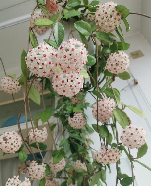 客厅适合养什么植物不需要花,适合客厅养的十大植物(3)