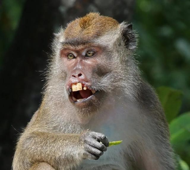 猴的繁育周期,猴的生活习性有多强(1)