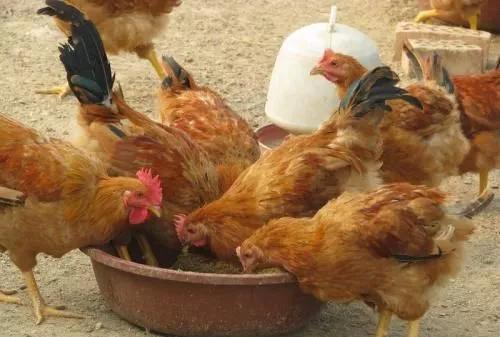 玉米喂鸡加什么菜长肉快,玉米为什么要泡水喂鸡(3)