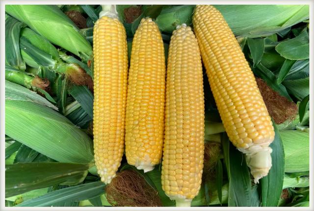 玉米的九种分类,夏播玉米的高产品种(4)