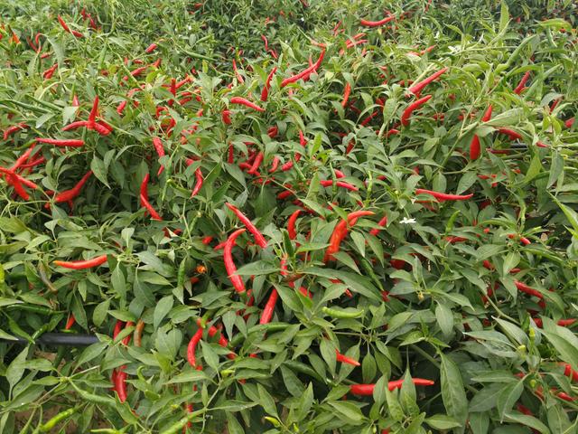 朝天椒一亩产多少斤,朝天椒一亩地大约能产多少斤干椒(1)