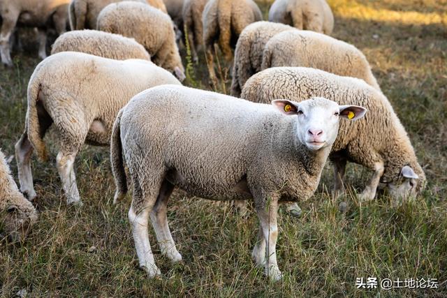 养多少羊一年能挣十万,养羊的10大忠告(3)
