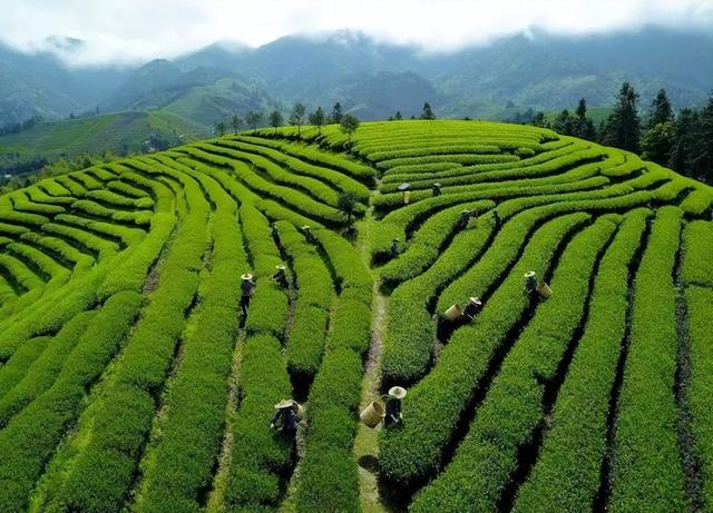 茶叶生意怎样,茶叶业务员如何跑市场(4)