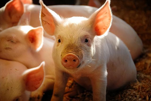 红糖喂猪能催肥吗,红糖喂猪的正确方法和时间(1)