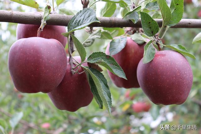 甘肃省哪个地方苹果最好,甘肃哪里苹果出名(1)