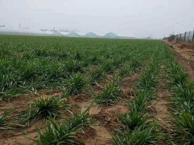 小麦播种十几天干旱要不要浇水,小麦播种后等几天浇水(1)