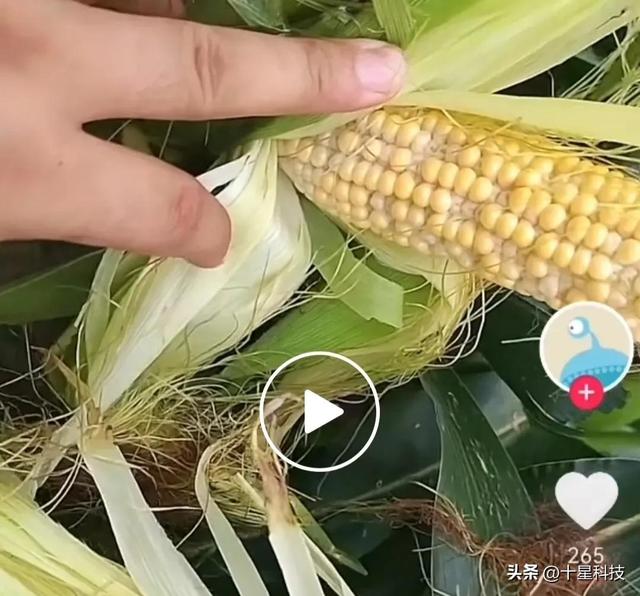 夏玉米耐高温的品种有哪些,十大耐高温玉米品种(3)